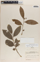Phyllanthus tuerckheimii image