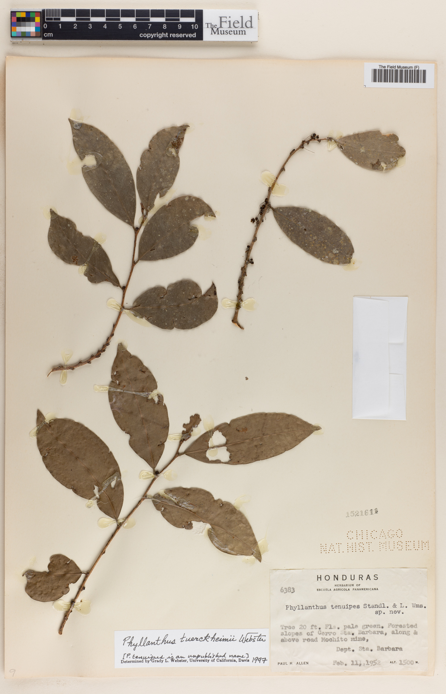 Phyllanthus tuerckheimii image
