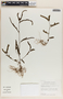 Emblica urinaria image
