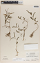 Emblica urinaria image