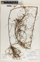 Emblica urinaria image