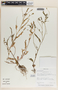 Emblica urinaria image