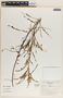 Emblica urinaria image