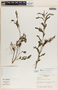 Emblica urinaria image