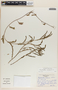 Emblica urinaria image