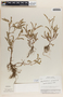 Emblica urinaria image