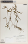 Emblica urinaria image