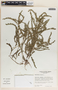 Emblica urinaria image