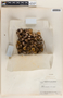 Plukenetia volubilis image
