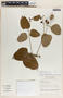 Plukenetia volubilis image