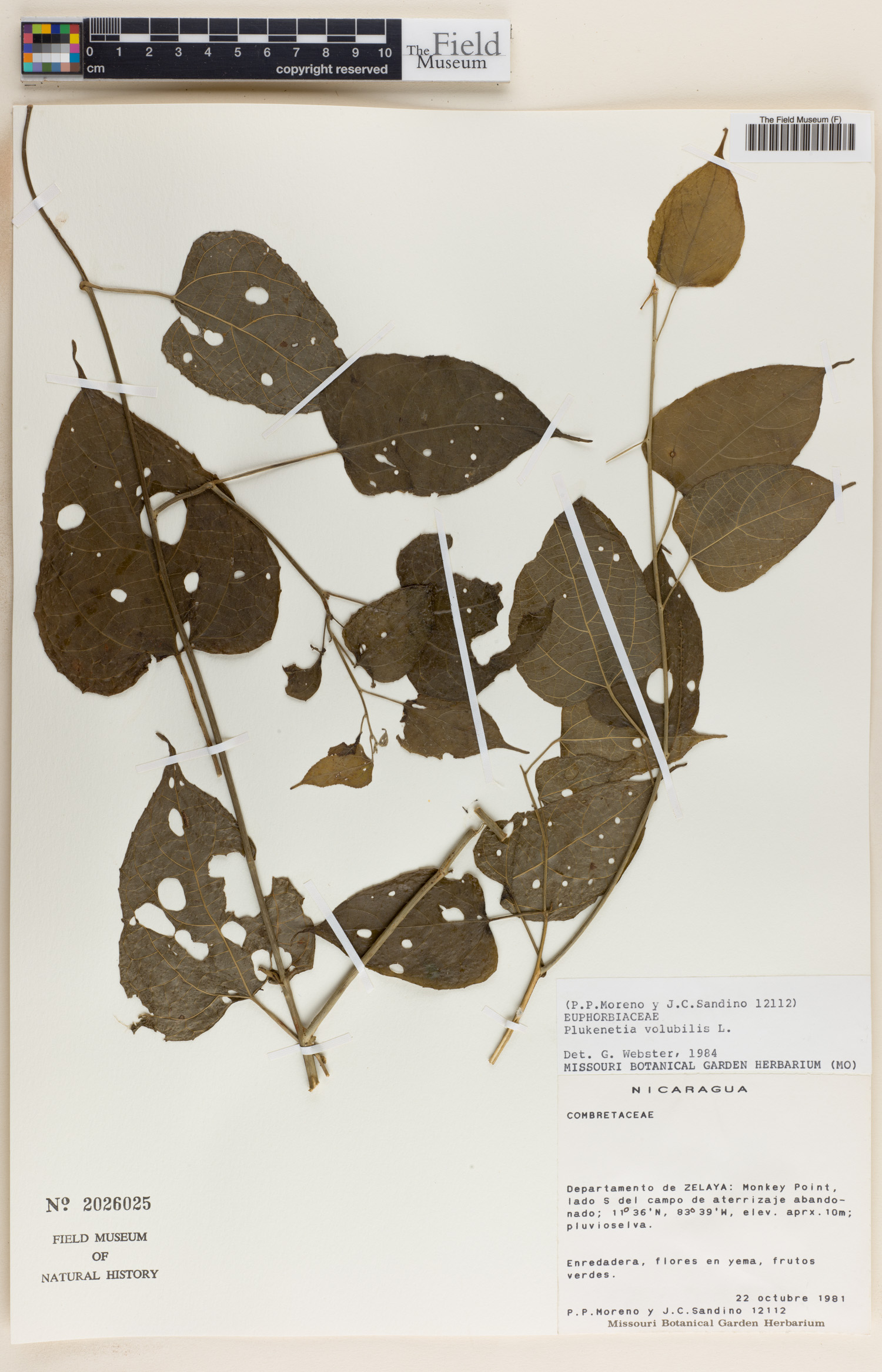 Plukenetia volubilis image