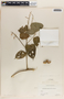 Plukenetia volubilis image
