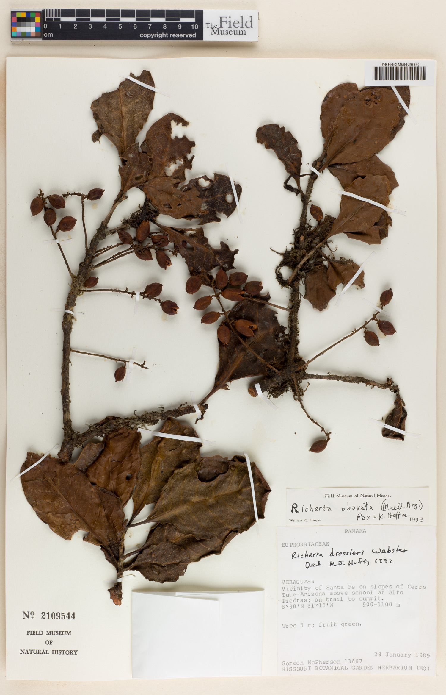 Richeria image