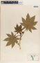 Ricinus communis image