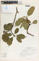 Sapium appendiculatum image