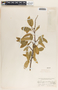 Sapium appendiculatum image