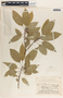 Sapium appendiculatum image