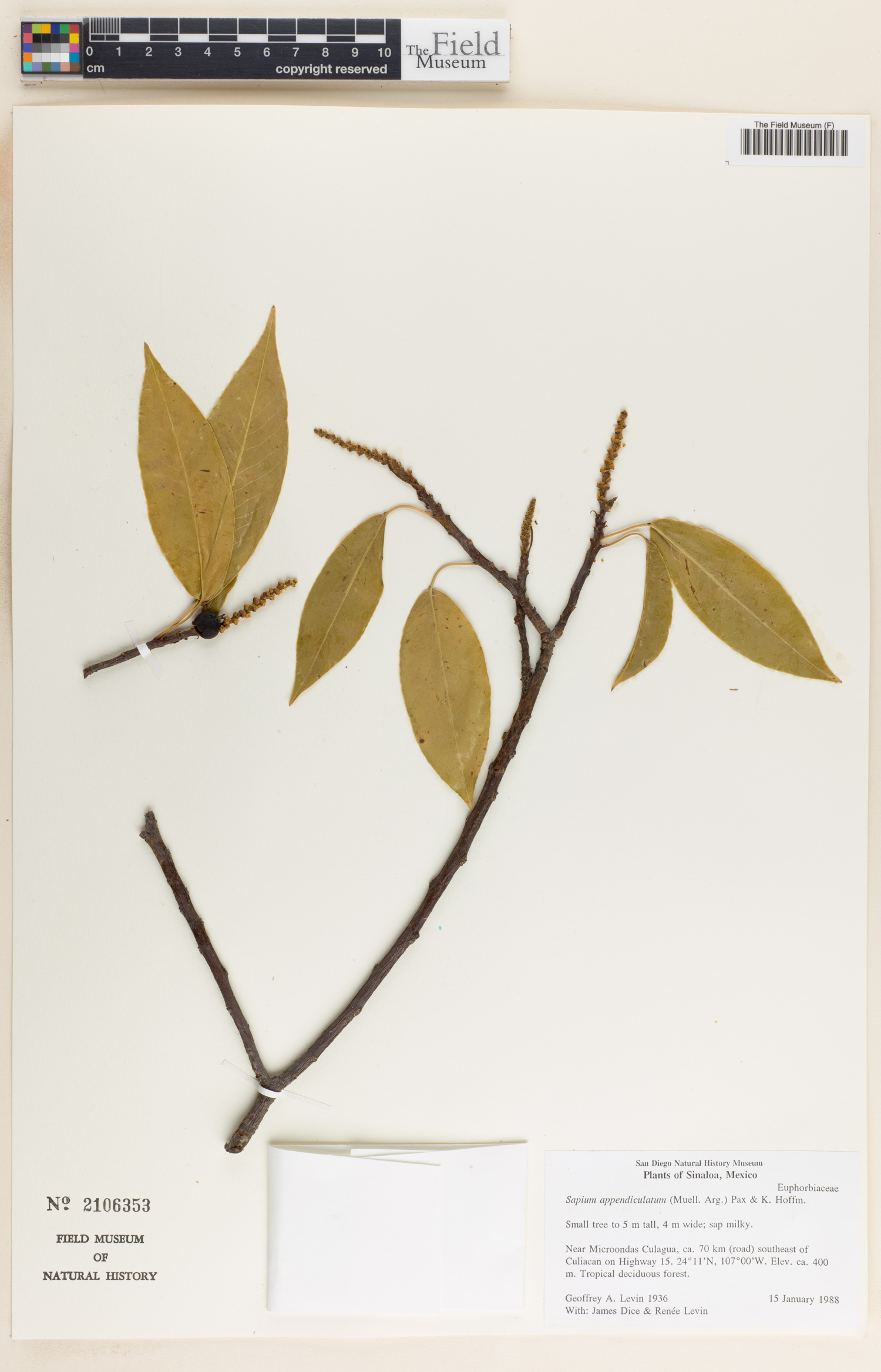 Sapium appendiculatum image