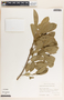 Sapium macrocarpum image