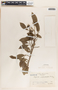 Sapium macrocarpum image