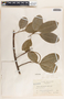 Sapium macrocarpum image