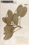 Sapium macrocarpum image