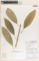 Sapium macrocarpum image