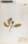 Sapium macrocarpum image