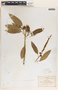 Sapium macrocarpum image