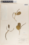 Sapium macrocarpum image