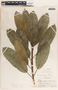 Sapium macrocarpum image