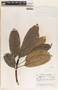 Sapium macrocarpum image