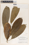 Sapium macrocarpum image