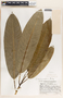 Sapium macrocarpum image