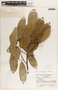 Sapium macrocarpum image