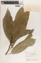 Sapium macrocarpum image