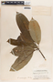 Sapium macrocarpum image