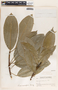 Sapium macrocarpum image