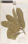 Sapium macrocarpum image