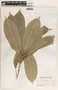Sapium macrocarpum image