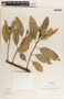 Sapium macrocarpum image