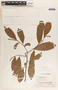Sapium macrocarpum image