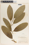 Sapium macrocarpum image