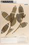 Sapium macrocarpum image