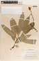 Sapium macrocarpum image