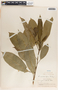 Sapium macrocarpum image