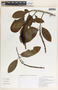 Sapium macrocarpum image