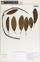 Sapium macrocarpum image