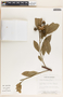 Sapium macrocarpum image