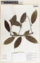 Sapium macrocarpum image